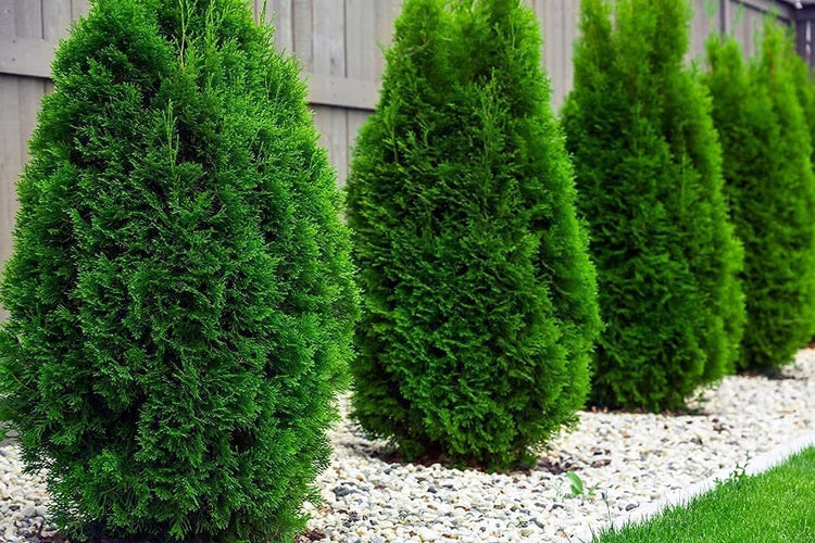 Arborvitae Emerald Green | Live Gallon Size Trees | Thuja Occidentalis Smaragd | Evergreen Privacy Screening Hedge Plants