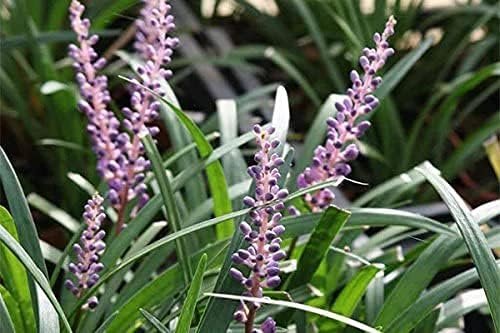 Super Blue Lilyturf - Liriope Muscari - Live 4 Inch Pots - Drought Tolerant Low Maintenance Groundcover Plants