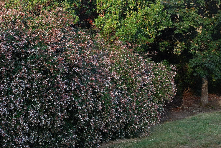 Abelia Grandiflora Edward Goucher | Large Gallon Size Plants