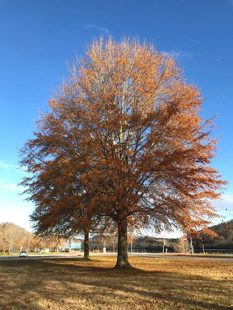 Willow Oak Tree | Live Plants | Quercus Phellos | Beautiful Unique Fast Growing and Hardy Shade Tree