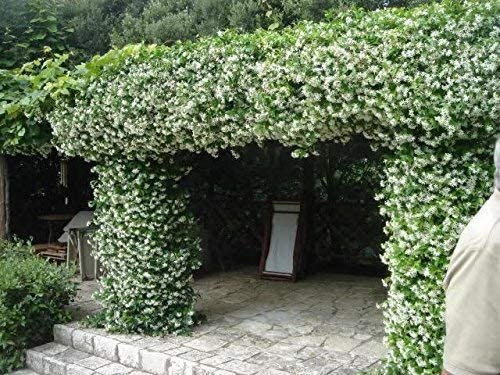 Star Jasmine | Live Plants | Trachelospermum Jasminoides | Fragrant