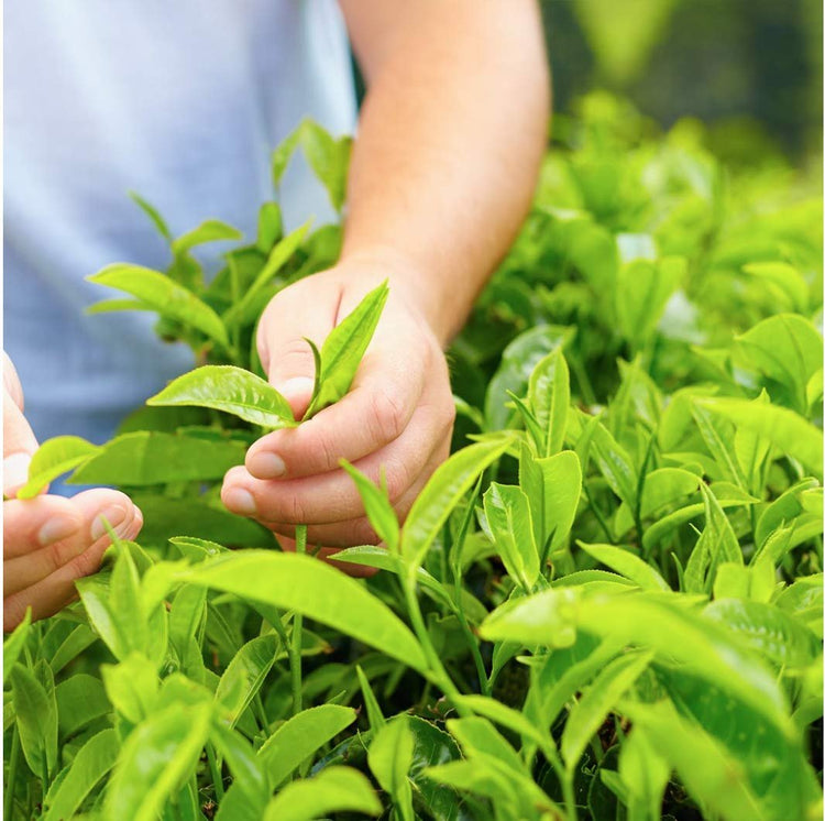 Camellia Sinensis - 6 Inch Container - Large & Beautiful Live Tea Plant - Brew Your Own Black, White, Green & Oolong Tea