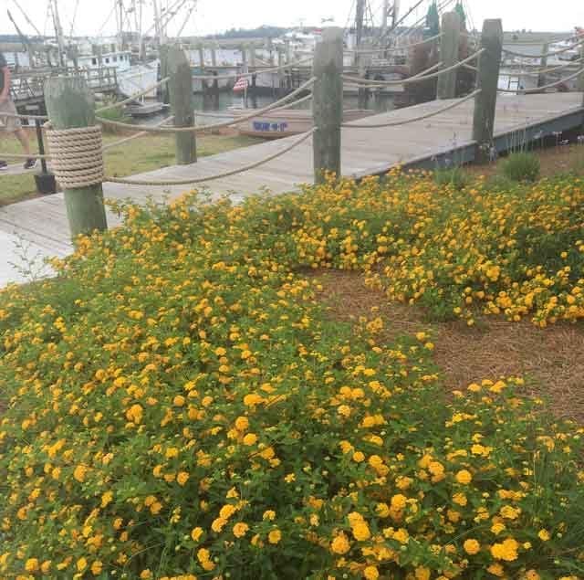 Lantana New Gold I Large Gallon Size Plants I Verbenaceae Camara I Live Vibrant Golden Yellow Flowers, Heat and Drought Tolerant, Ideal for Borders and Hanging Baskets (1 Plant)