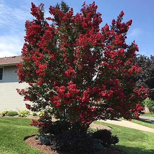 Crape Myrtle Dynamite Red | Live Plants | Vivid Red Blooms & Hardy Growth, Live Plant, Ornamental Shrub for Striking Garden Display (40 Plants)