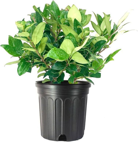 Ligustrum Waxleaf Privet | Gallon Size Plants | Blooming Evergreen Tree Privacy Hedge