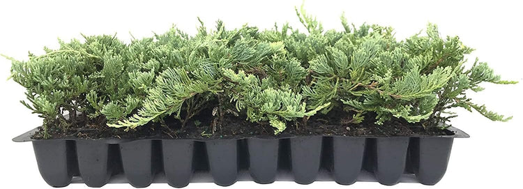 Blue Rug Juniper - Live Plants - 2" Pots - Juniperus Horizontalis 'Wiltonii' - Low Maintenance Evergreen Groundcover