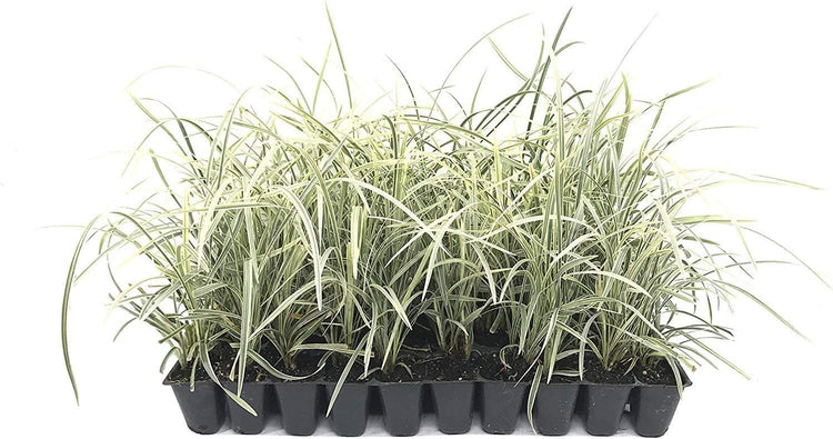 Aztec Grass - Live Plants - Variegated Liriope - Ophiopogon Intermedius Argenteomarginatus