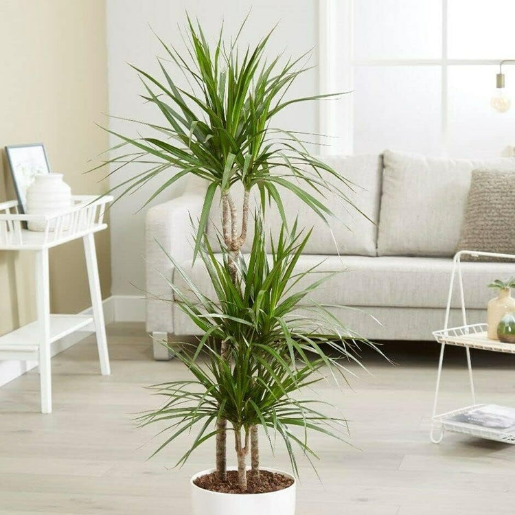 Madagascar Dragon Tree | Live Dracaena Marginata | 4 Feet Tall | Large Beautiful Florist Quality House Plant