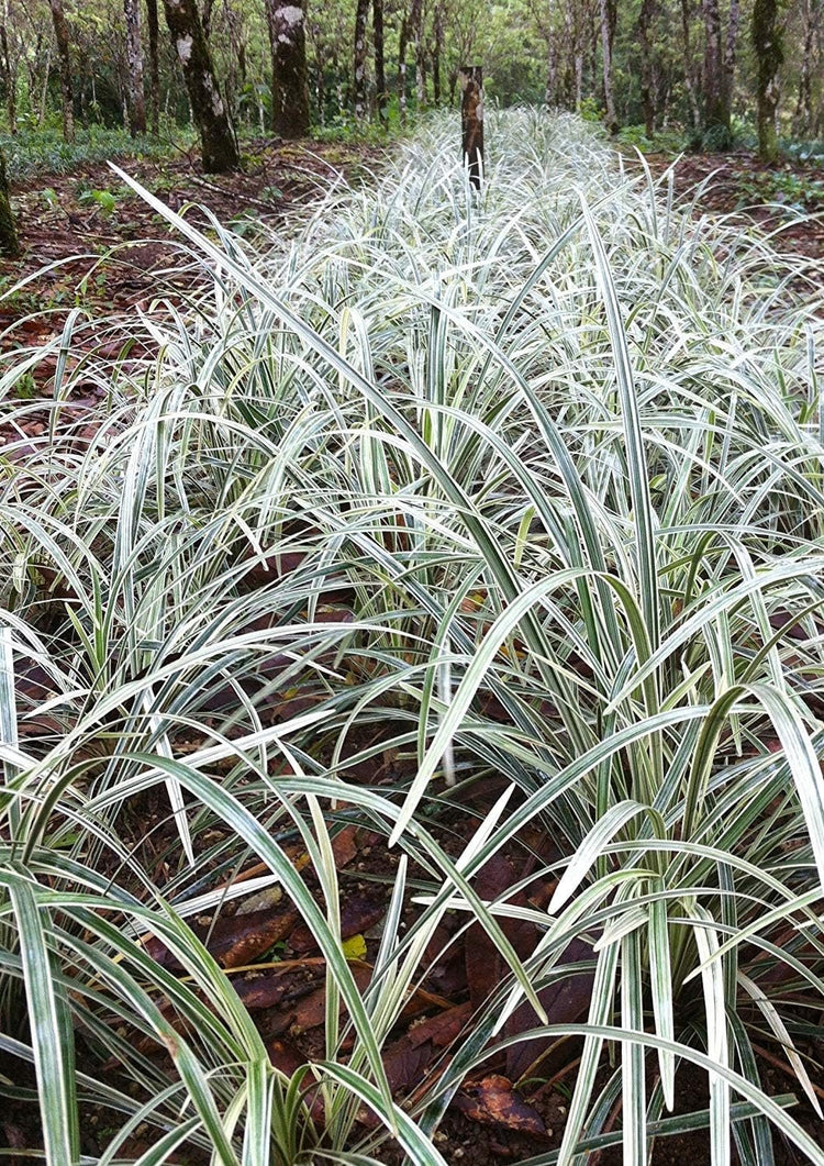 Aztec Grass - Live Plants - Variegated Liriope - Ophiopogon Intermedius Argenteomarginatus