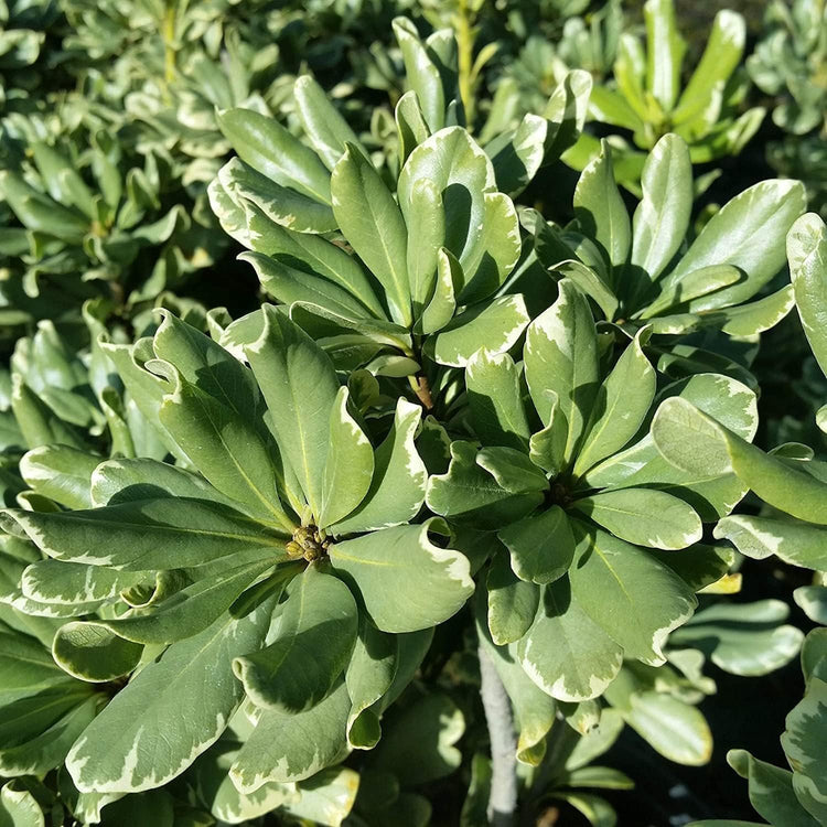 Variegated Pittosporum | Live Plants | Pittosporum Tobria Variegatum | Evergreen Border Accent Hedge Shrub