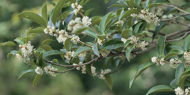 Fragrant Tea Olive Shrub | Extra Large 3 Gallon Plants | Osmanthus Fragrans