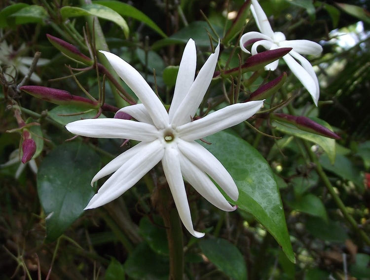 Star Jasmine - Live Plants - Jasminum Nitidum - Fragrant Blooming