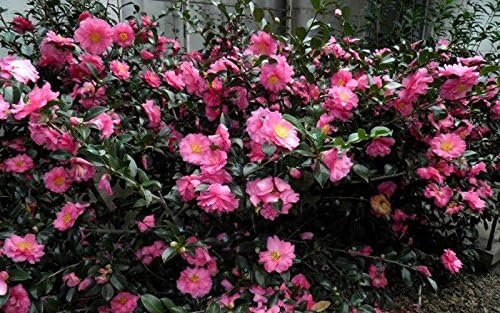 Camellia Sasanqua Shi-Shi I Extra Large 3 Gallon Plan | Pink Flowering Live Plant for Outdoor & Indoor Gardens, Compact Elegant Flowering Shrub for Vibrant Landscaping