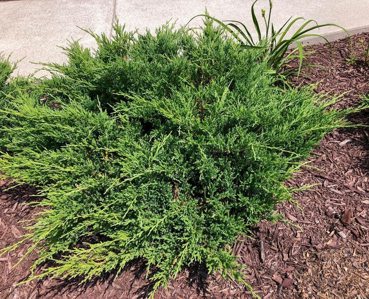 Green Sargent Juniper | Extra Large 3 Gallon Plants | Fast-Growing Evergreen for Landscaping, Privacy Screen, and Garden Borders - Hardy & Low-Maintenance (2 Plants)