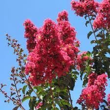 Crape Myrtle Arapaho I Extra Large 3 Gallon Plants | Light Pink Flowering Vibrant Red Summer Blooms, Drought-Tolerant Live Plant, Ornamental Tree for Gardens & Landscapes (3 Plants)