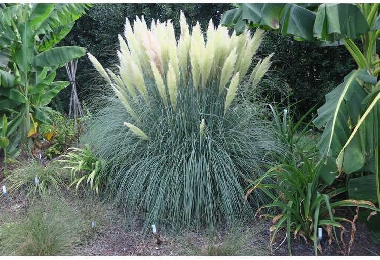 Pampas Grass Blue Bayou | Live Plants | Cortaderia Selloana | Dwarf Low Maintenance Drought Tolerant Ornamental Grass