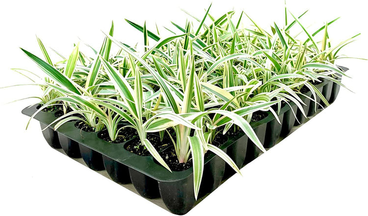 Flax Lily | Variegated Dianella Tasmanica Variegata | Live Plants | Evergreen Shade Loving Grass