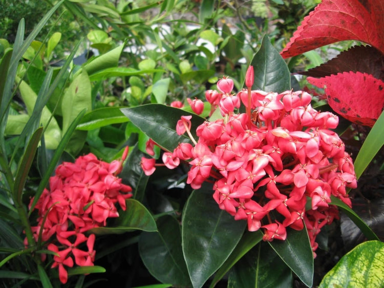 Nora Grant Ixora Plant | Live Plants | Vibrant Pink Blooms | Tropical Flowering Shrub | Ideal for Landscapes & Gardens | Lush Decorative Foliage | Ixora coccinea (3 Plants)