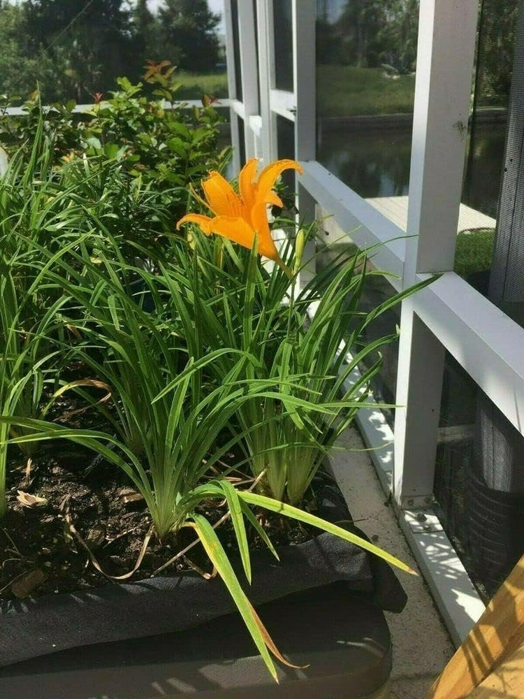 Daylily Aztec Gold | Live 4 Inch Pots | Hemerocallis Plants | Beautiful Low Maintenance Blooming Groundcover