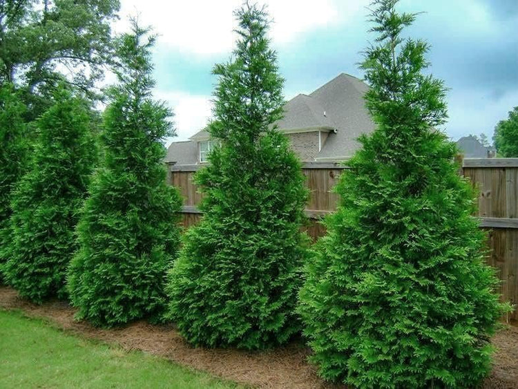 Murray Cypress Tree | Large Quart Size Containers | Cupressus x Leylandii | Live Upright Screening Evergreen Hedge Plant