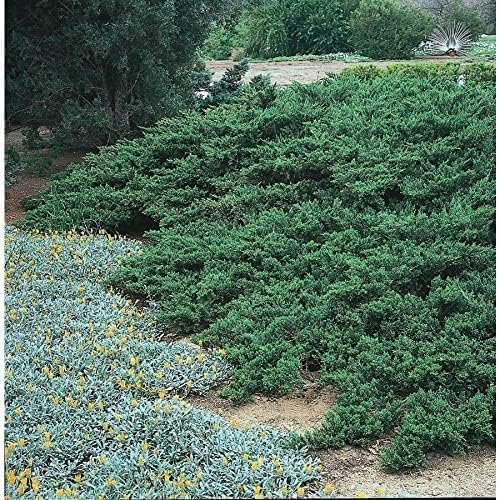 Juniper Parsoni | Large Gallon Size Plants | Juniperus Squamata Expansa Parsons | Drought Tolerant Cold Hardy Evergreen Groundcover