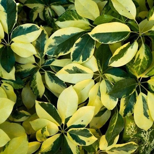 Arboricola Variegated Schefflera Trinette I Live Plants I Vibrant Green & Yellow Foliage, Easy-Care Indoor/Outdoor Plant, Air-Purifying, Ideal for Home (03 Plants)