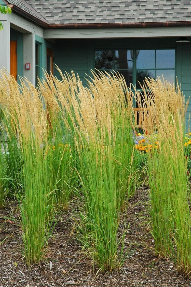 Feather Reed Grass Karl Foerster | Live Plants | Calamagrostis