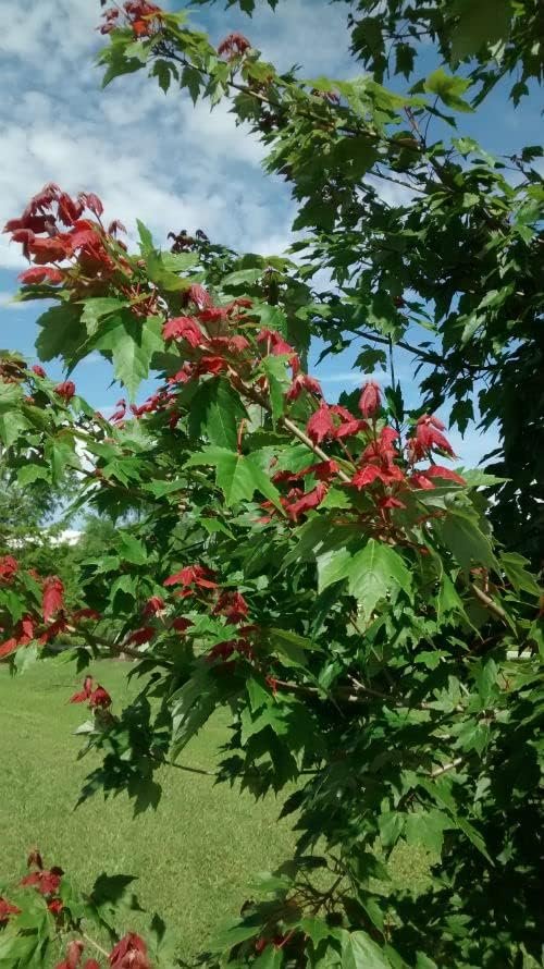 Florida Flame Red Maple Tree | Live Plants | Acer Rubrum | Beautiful Shade Privacy Screening Tree