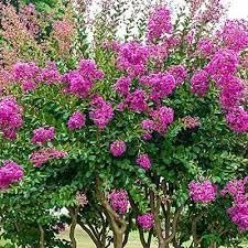 Crape Myrtle Catawba | Extra Large 3 Gallon Plant I Purple Flowering Lavender-Purple Summer Blooms, Drought-Resistant Live Tree