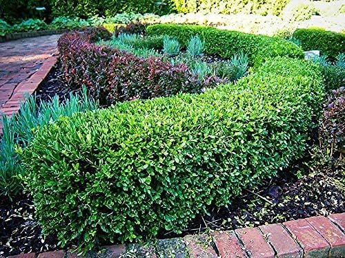 Japanese Boxwood - Large Live Gallon Size Plants - Buxus Microphylla - Formal Evergreen Low Maintenance Hedge Shrub