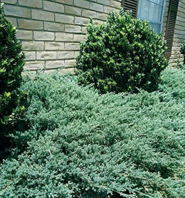 Green Sargent Juniper | Extra Large 3 Gallon Plants | Fast-Growing Evergreen for Landscaping, Privacy Screen, and Garden Borders - Hardy & Low-Maintenance (2 Plants)