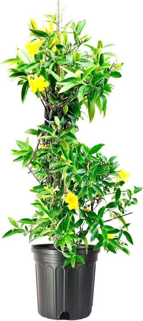 Carolina Jasmine | Large Gallon Size Plants | Gelsemium Sempervirens