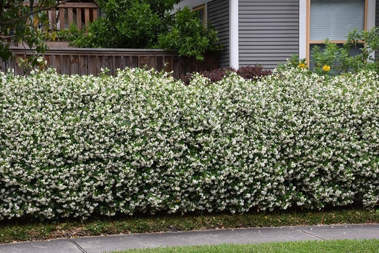 Star Confederate Jasmine I Large Gallon Size Plants I Trachelospermum Jasminoides I Live Fragrant White Star-Shaped Flowers, Perfect for Trellises, Fences, and Arbors (2 Plants)