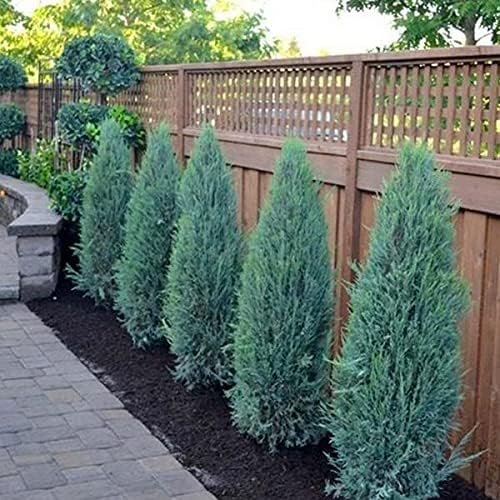 Blue Arrow Juniper - Live Gallon Size Trees - Juniperus Scopulorum - Formal Evergreen Privacy Screening Plants