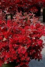 Loropetalum Red Chocolate I Live Plants I Chinese Fringe Flower I Deep Burgundy Foliage with Pink Flower Accents - Low-Maintenance, Drought-Resistant Shrub (10 Plants)