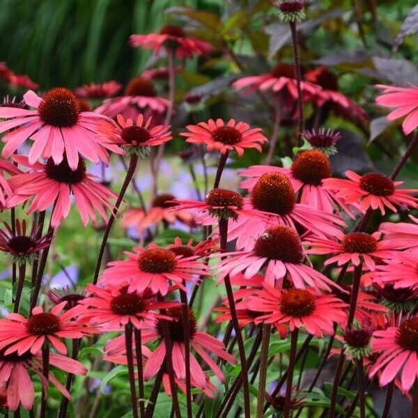 Echinacea 'Solar Flare' | Live Plants I Coneflower Striking Orange Bloom Perennial I Low-Maintenance I Ideal for Sunset Gardens (20 Plants)