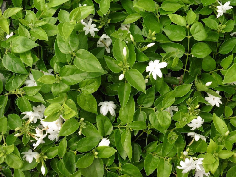 Sambac Jasmine Plant | Live Plants | Jasminum Sambac | Fragrant White Blooms | Ideal for Indoor & Outdoor Planting | Aromatic Addition to Gardens & Patios | Lush & Decorative Foliage