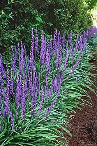 Big Blue Liriope Muscari - Live 4 Inch Pots - Drought Tolerant Low Maintenance Evergreen Plants Grass Lilyturf