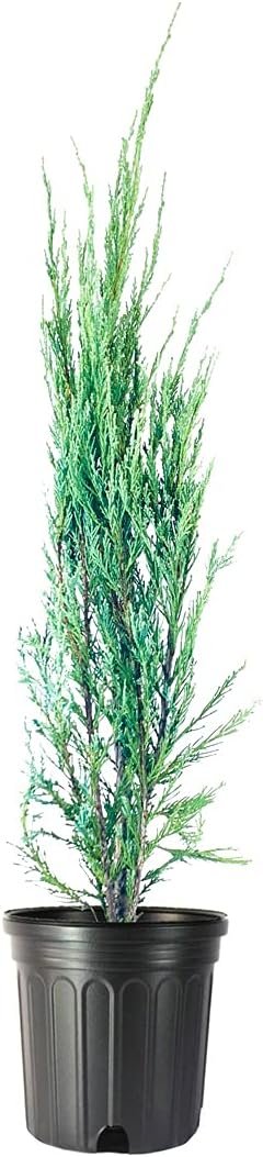 Blue Arrow Juniper - Live Gallon Size Trees - Juniperus Scopulorum - Formal Evergreen Privacy Screening Plants