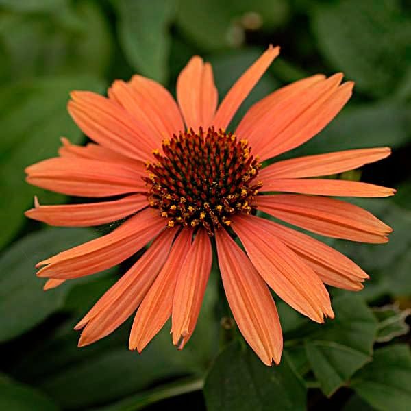 Echinacea "Sundown" | Live Plants | Coneflower Striking Orange Bloom Perennial | Low-Maintenance | Ideal for Sunset Gardens