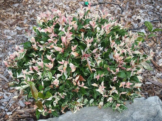 Tri-Color Jasmine I Large Gallon Size Plant I Variegated Irachelospermum Asiaticum I Live Three Unique Blooms in One Plant for Multicolor Garden Display