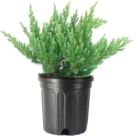 Juniper Parsoni | Large Gallon Size Plants | Juniperus Squamata Expansa Parsons | Drought Tolerant Cold Hardy Evergreen Groundcover