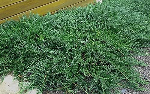 Juniper Blue Sargent - Live 4 Inch Pots - Juniperus Chinensis - Drought Tolerant Cold Hardy Evergreen Groundcover Plants