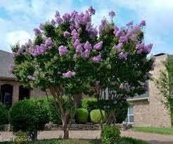 Crape Myrtle Catawba | Extra Large 3 Gallon Plant I Purple Flowering Lavender-Purple Summer Blooms, Drought-Resistant Live Tree