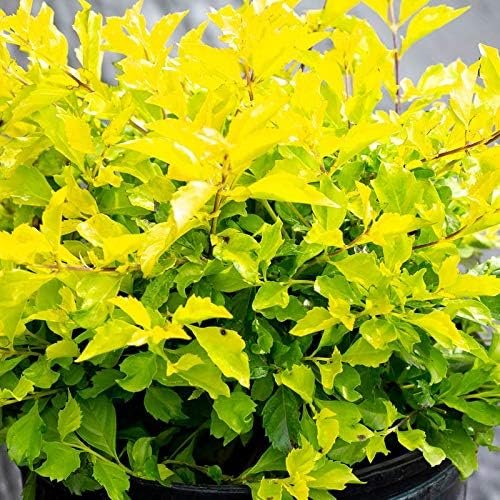 Gold Mound Duranta I Live Plants I Duranta Erecta Repens I Vibrant Yellow-Green Foliage for Stunning Landscape Contrast, Perfect for Borders, Accents, & Container Gardening