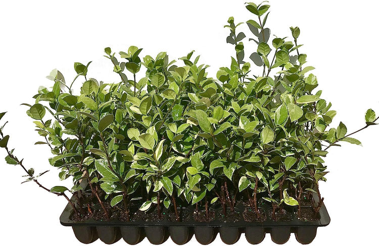 Confederate Jasmine Variegated - Live Plants - Trachelospermum Jasminoides Variegatum - Fragrant Blooming Evergreen Vine