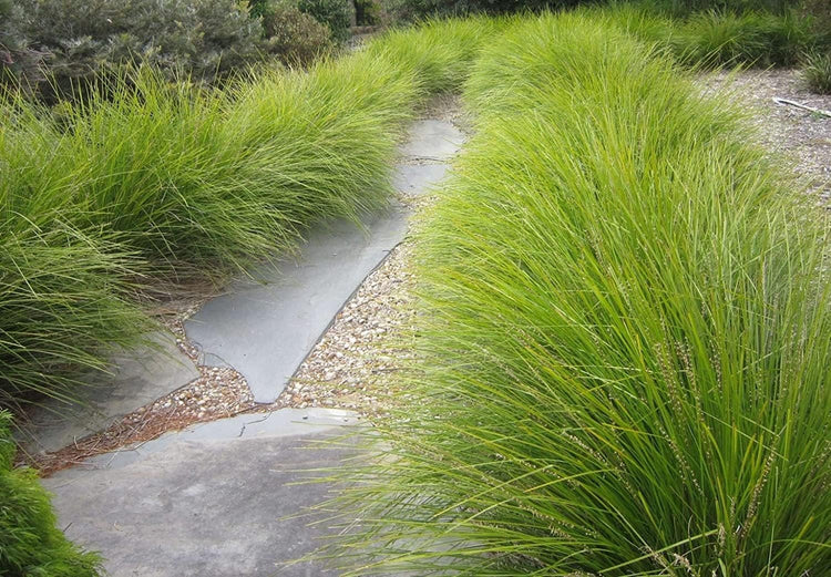 Lomandra longifolia Breeze | Large Gallon Size Plants | Dwarf Mat Rush | Drought Tolerant Low Maintenance Ornamental Grass