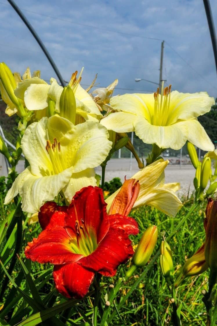 Ming Toy Daylily | Live 4 Inch Pot | Hemerocallis Plants | Beautiful Low Maintenance Blooming Groundcover