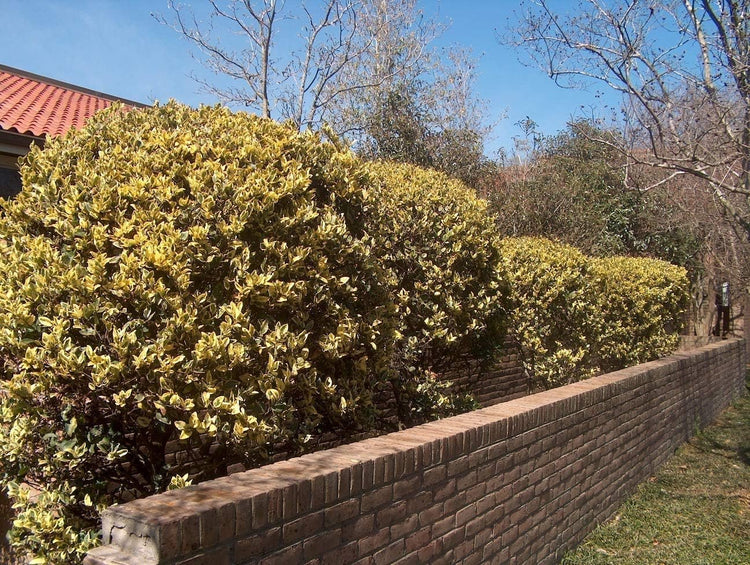 Ligustrum Japonicum Howardi - Live Quart Size Plant - Privet Howardii - Variegated Evergreen Privacy Hedge