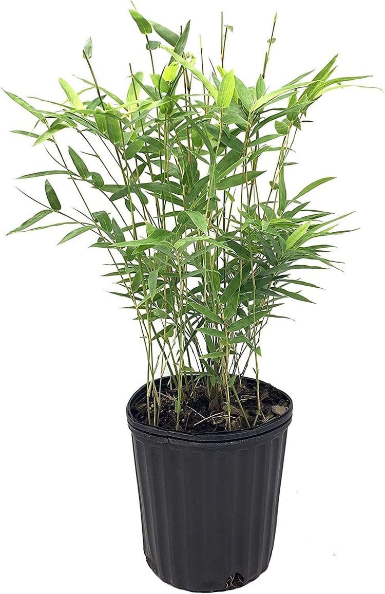 Green Hedge Bamboo | Live Plants | Non-Invasive Clumping Bamboo | Screening Privacy Hedge Bambusa Multiplex